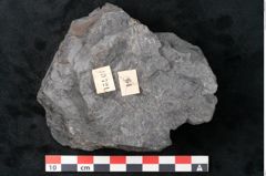 Foto (Detailansicht) von Odontopteris minor Brongniart (NHMW-GEO-2024-0188-10721)